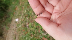 Myrmecia nigrocincta