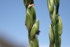 Urochloa glumaris