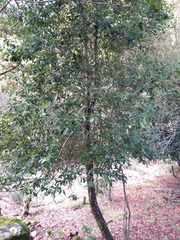 Laurus nobilis