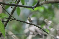Platyrinchus coronatus