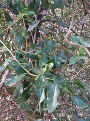 Laurus nobilis