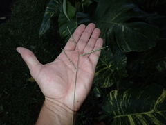Urochloa glumaris