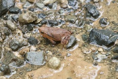 Rhinella alata