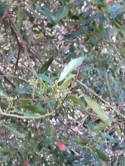 Laurus nobilis