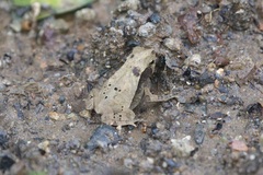 Rhinella alata