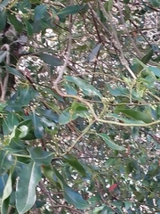 Laurus nobilis