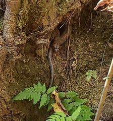 Nerodia sipedon pleuralis