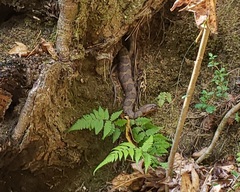 Nerodia sipedon pleuralis