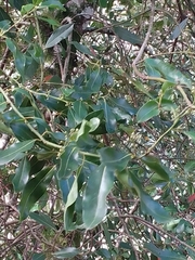 Laurus nobilis