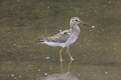 Pectoral Sandpiper