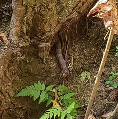 Nerodia sipedon pleuralis