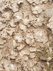 Dermatocarpon luridum