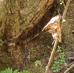 Nerodia sipedon pleuralis