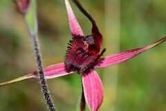 Caladenia formosa