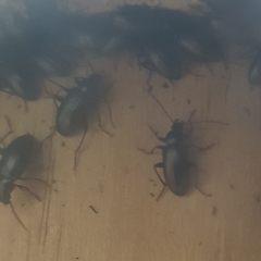 Tenebrionidae