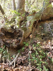 Nerodia sipedon pleuralis