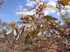 Eucalyptus cyanophylla