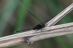 Erythemis plebeja