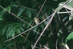 Sporophila corvina
