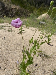 Papaver somniferum setigerum