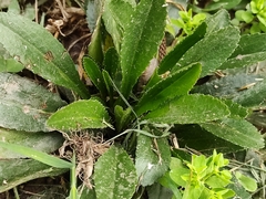 Eryngium foetidum