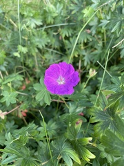 Geranium sanguineum