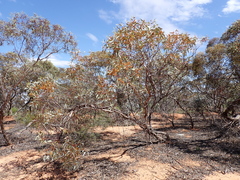 Eucalyptus cyanophylla