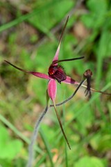 Caladenia formosa
