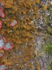 Trentepohlia aurea