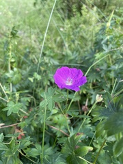 Geranium sanguineum