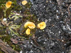 Phaeohelotium baileyanum