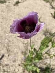 Papaver somniferum setigerum