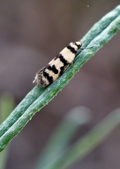 Philobota impletella