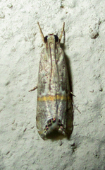 Euchromius