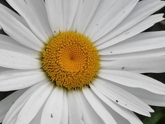 Leucanthemum maximum