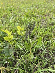 Galega orientalis