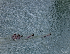 Lutrogale perspicillata