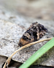 Asthenoptycha