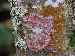 Trentepohlia aurea
