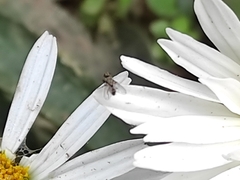 Milichiidae