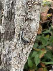 Philomycus carolinianus