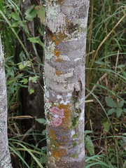 Trentepohlia aurea
