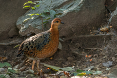 Caloperdix oculeus oculeus