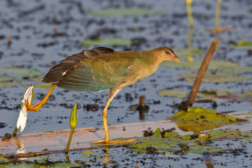 Purple Gallinule