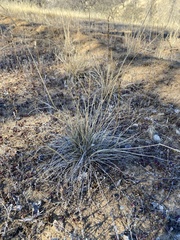 Nassella pulchra