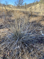 Nassella pulchra