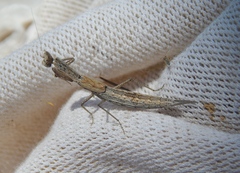 Galepsus