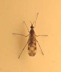 Sylvicola fenestralis