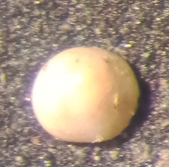 Glabratella ornatissima
