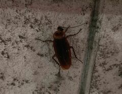 Periplaneta americana